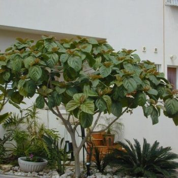 פיקוס אוזני (פיקוס רוקסבורגי) - עצי נוי | הדר נוי משתלות