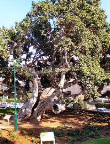 פיקוס השקמה (אפריקני) - עצי נוי | הדר נוי משתלות