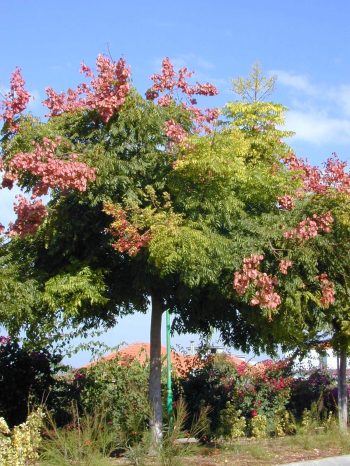 פנסית דו נוצתית (קלורטריה) - עצי נוי | הדר נוי משתלות