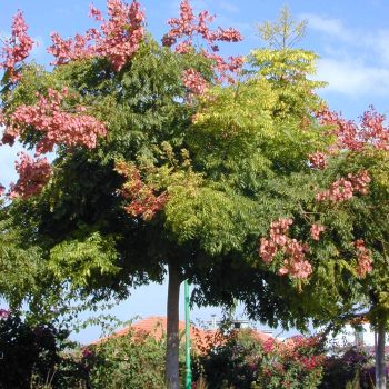 פנסית דו נוצתית (קלורטריה) - עצי נוי | הדר נוי משתלות