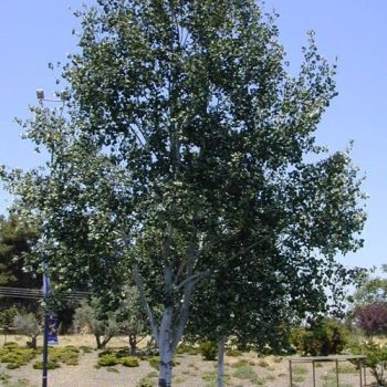 צפצפה מכסיפה - עצי נוי | הדר נוי משתלות