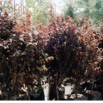 שזיף דובדבני - עצי נוי | הדר נוי משתלות