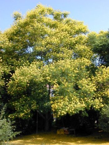 שלטית מסופקת ( פלטופורום ) - עצי נוי | הדר נוי משתלות