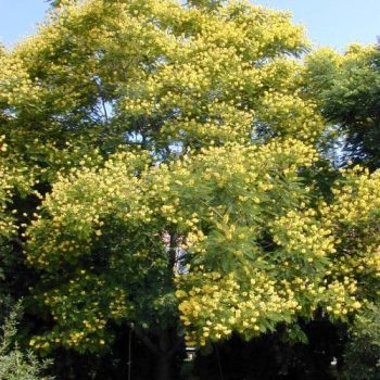 שלטית מסופקת ( פלטופורום ) - עצי נוי | הדר נוי משתלות