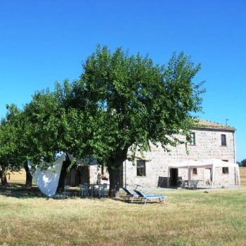 תות לבן - עצי נוי | הדר נוי משתלות