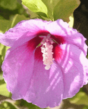 היביסקוס סורי (פרח מלא) - עצי נוי | הדר נוי משתלות