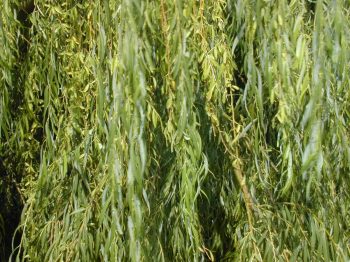 ערבה בבל (ערבה בוכייה) - עצי נוי | הדר נוי משתלות