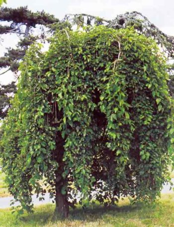 תות בכות - עצי נוי | הדר נוי משתלות