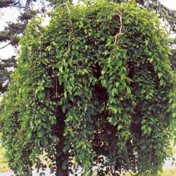 תות בכות - עצי נוי | הדר נוי משתלות