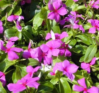 קתרנתוס ורוד, זנים משתרעים - עצי נוי | הדר נוי משתלות