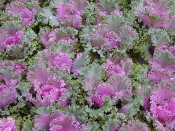 כרוב הגינה - עצי נוי | הדר נוי משתלות