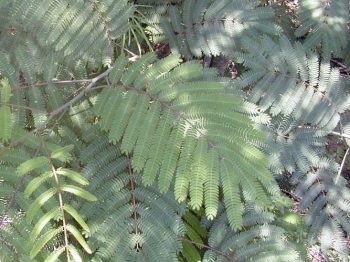 אנטרולוביום כפוף פרי- עצי נוי | הדר נוי משתלות