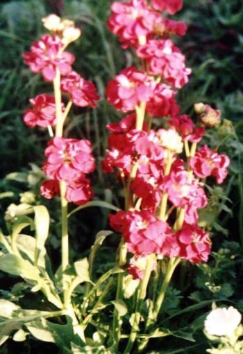 מנתור מאפיר - עצי נוי | הדר נוי משתלות