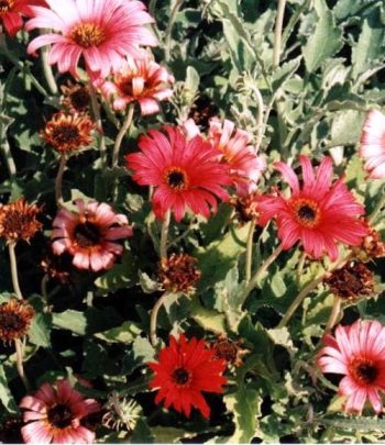 אוזן-דוב כלאיים - עצי נוי | הדר נוי משתלות