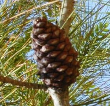 אורן הצנובר - עצי נוי | הדר נוי משתלות