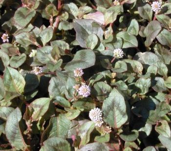 ארכובית קרקפתית - עצי נוי | הדר נוי משתלות