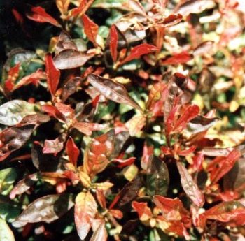 ביצן רב-גוני (אוסטרלי) - עצי נוי | הדר נוי משתלות