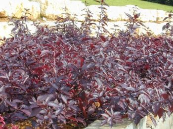 ביצן משונן 'אדום' ("רובי") - עצי נוי | הדר נוי משתלות