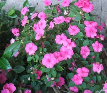 בשמת השולטן - עצי נוי | הדר נוי משתלות