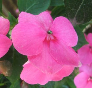 בשמת השולטן - עצי נוי | הדר נוי משתלות