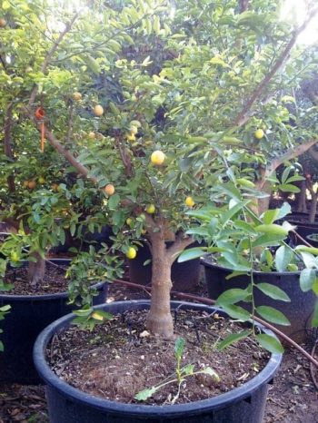 לימון ננסי בוגר - עצי פרי בוגרים למכירה | הדר נוי משתלות