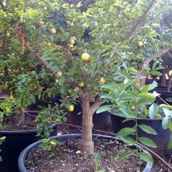 לימון ננסי בוגר - עצי פרי בוגרים למכירה | הדר נוי משתלות