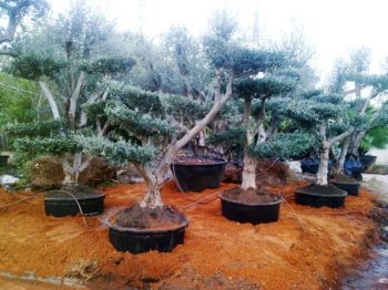 עץ זית בונסאי - עצי נוי | הדר נוי משתלות