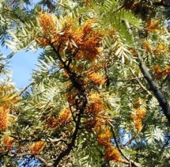 גרוויליאה חסונה - עצי נוי | הדר נוי משתלות