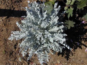 דרדר מאפיר - עצי נוי | הדר נוי משתלות