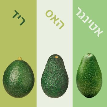 3-avocado333