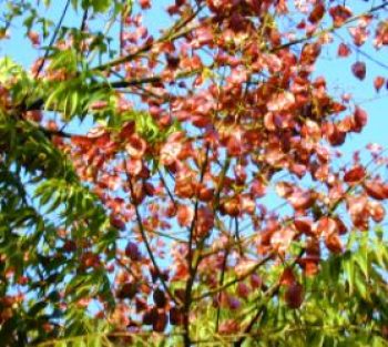 פנסית דו נוצתית (קלורטריה) - עצי נוי | הדר נוי משתלות