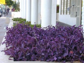 יהודי-נודד ארגמני (סטקראסיה) - עצי נוי | הדר נוי משתלות