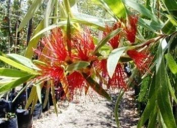 קליסטמון (קינגס פארק) - עצי נוי | הדר נוי משתלות