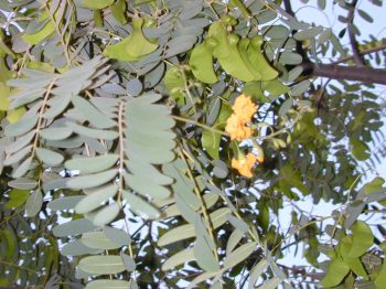 מכנף נאה - עצי נוי | הדר נוי משתלות