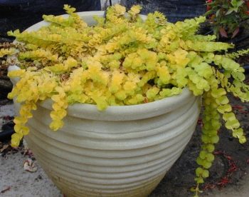 ליסימכיה עגולת-עלים (מוזהב) - עצי נוי | הדר נוי משתלות