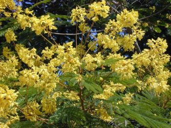 שלטית מסופקת ( פלטופורום ) - עצי נוי | הדר נוי משתלות