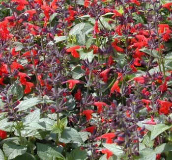 מרווה גסנרית - עצי נוי | הדר נוי משתלות