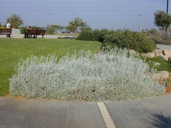 סביון מלבין - עצי נוי | הדר נוי משתלות