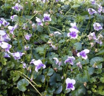 סיגל קיסוסי (סגלית אוסטרלית) - עצי נוי | הדר נוי משתלות