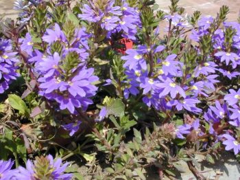 סקבולה שופעת - עצי נוי | הדר נוי משתלות