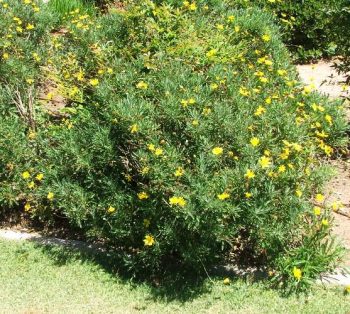 עינן מסרקני - עצי נוי | הדר נוי משתלות