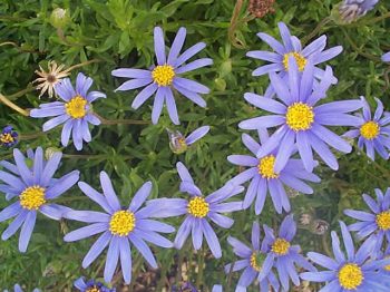 פליציה שיחית - עצי נוי | הדר נוי משתלות