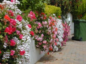 פלרגון תריסני ("גרניום זוחל") - עצי נוי | הדר נוי משתלות