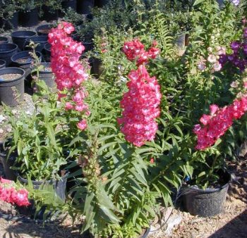 פנסטמון גדול פרחים - עצי נוי | הדר נוי משתלות