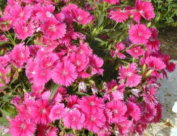 ציפורן סיני - עצי נוי | הדר נוי משתלות