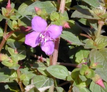 צנטרדניה מ.ל.י - עצי נוי | הדר נוי משתלות