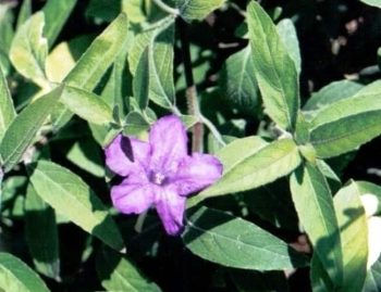 רואליה ריסנית - עצי נוי | הדר נוי משתלות