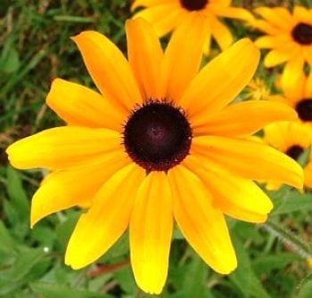 רודבקיה שעירה - עצי נוי | הדר נוי משתלות