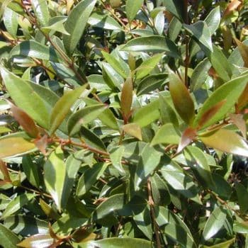 אקמנת סמית - עצי נוי | הדר נוי משתלות