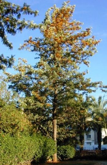 גרוויליאה חסונה - עצי נוי | הדר נוי משתלות